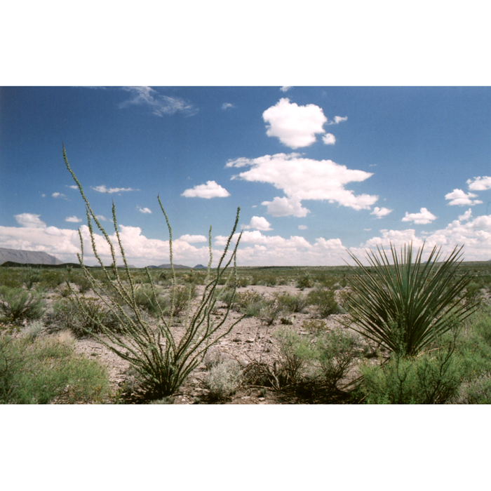 untitled landscape