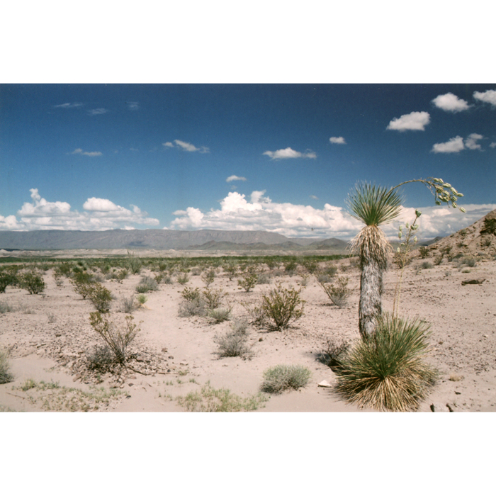 Yucca Elata