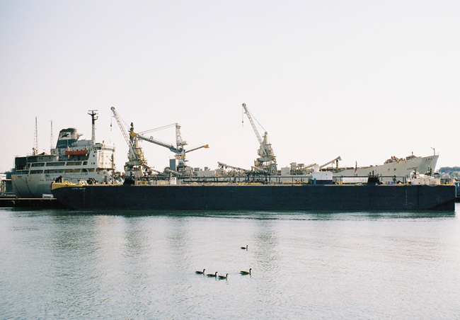 ship and ducks
